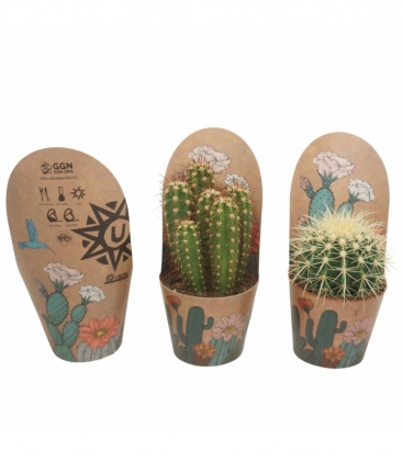 Cactus
