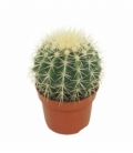 Echinocactus