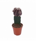 Gymnocalycium