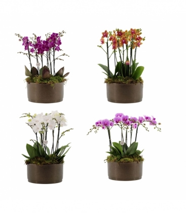 Phalaenopsis