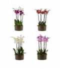 Phalaenopsis