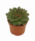 Echeveria