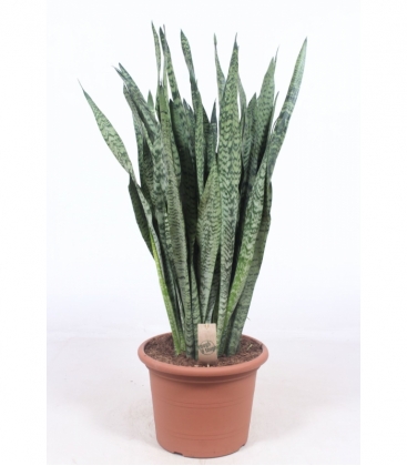 Sansevieria