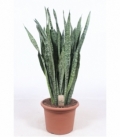 Sansevieria