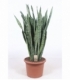 Sansevieria
