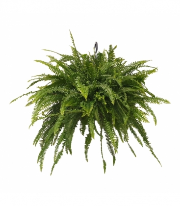 Nephrolepis