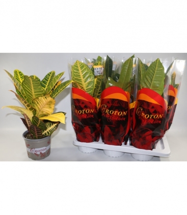Croton