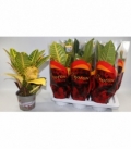 Croton