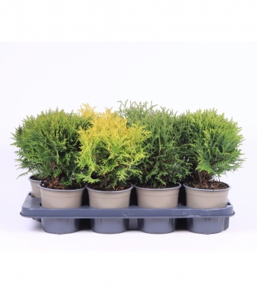 conifers