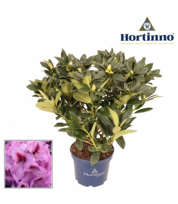 Rhododendron
