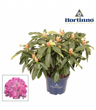 Rhododendron