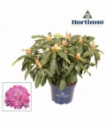 Rhododendron