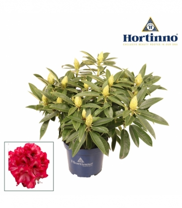 Rhododendron