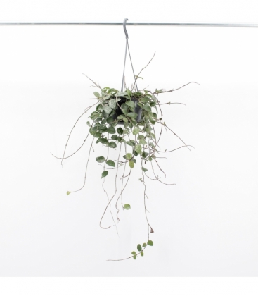Hoya