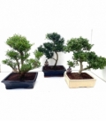 Bonsai