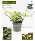 Hedera