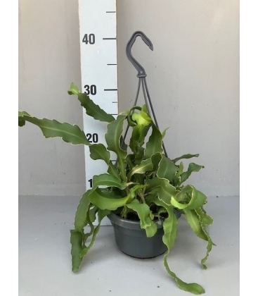 Epiphyllum