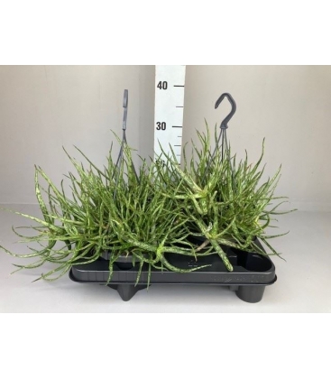 Aloe