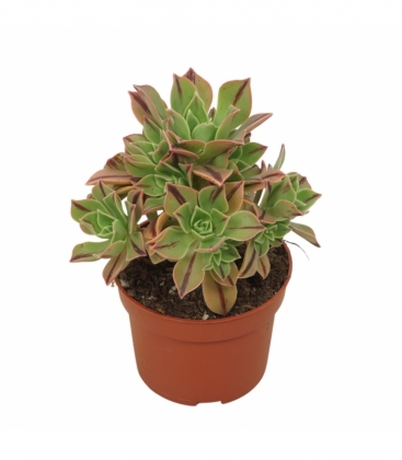 Aeonium