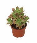 Aeonium
