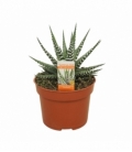 Haworthia