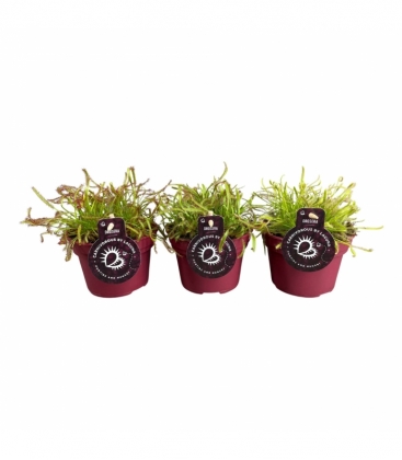 Drosera