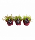 Drosera