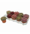 Echeveria