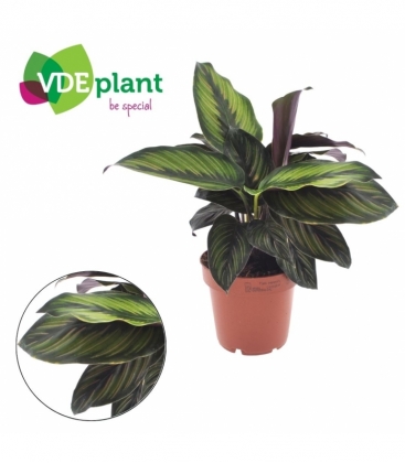 Calathea