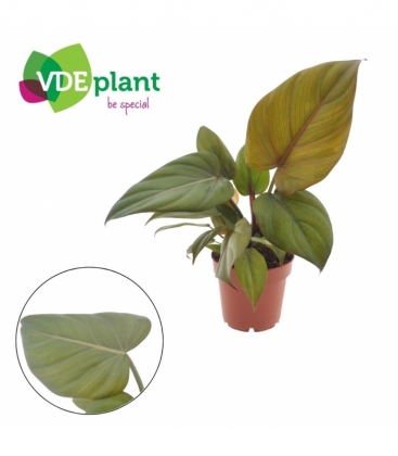 Philodendron
