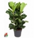 Ficus