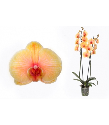 Phalaenopsis