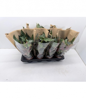 Begonia