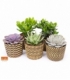 succulents