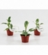 Philodendron