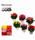 Begonia