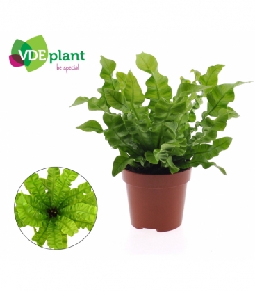 Asplenium