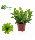 Asplenium