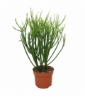 Euphorbia