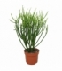 Euphorbia