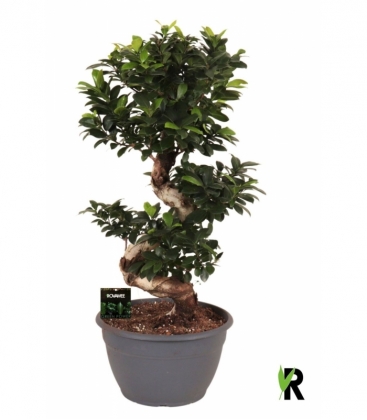 Ficus