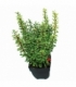 Berberis