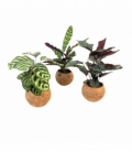 Calathea