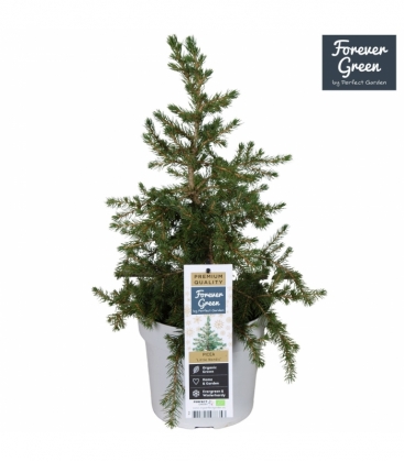 Picea