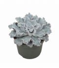 Echeveria