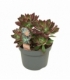 Echeveria