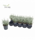 Helichrysum