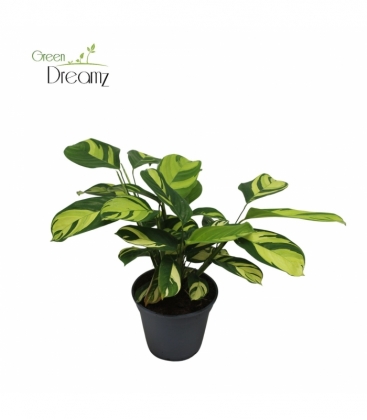 Ctenanthe