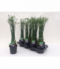 Cyperus