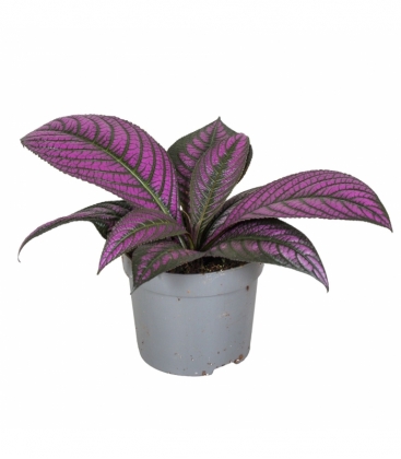 Strobilanthes